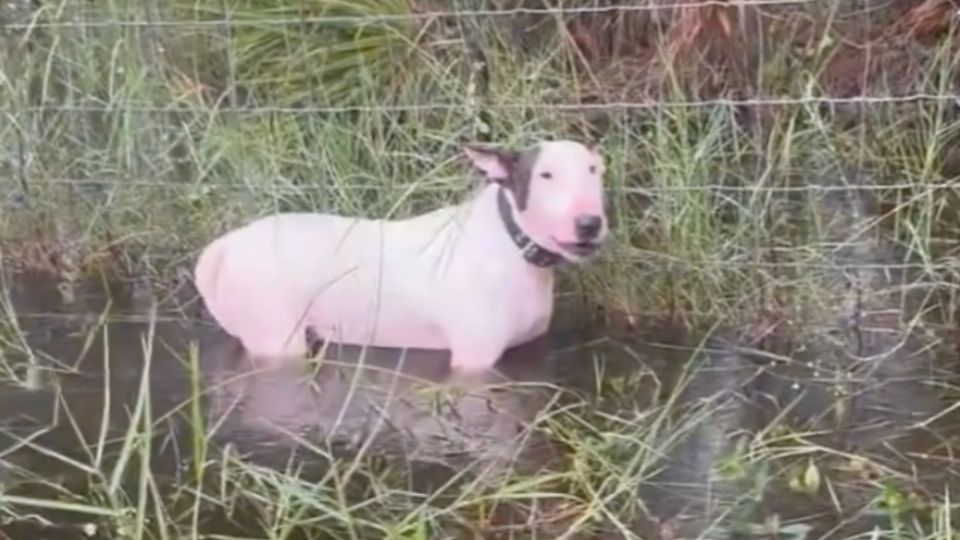 El perrito estaba atrapado en un charco de agua.