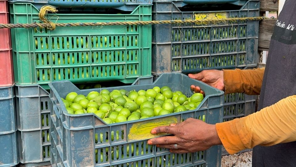 Productores de limón son extorsionados