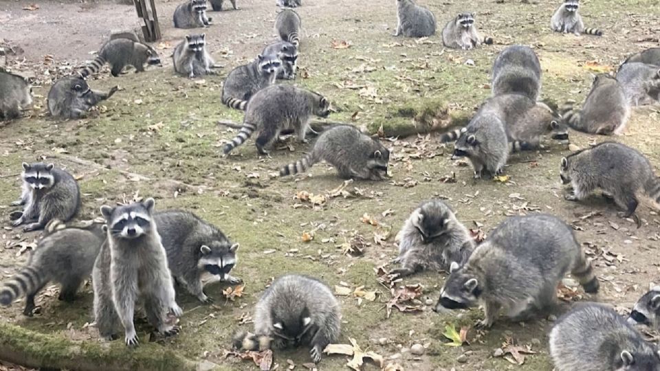 El evento asombró a los policías locales, que nunca habían visto tantos mapaches juntos.