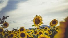 Abren el campo de Girasoles más grande de Tamaulipas