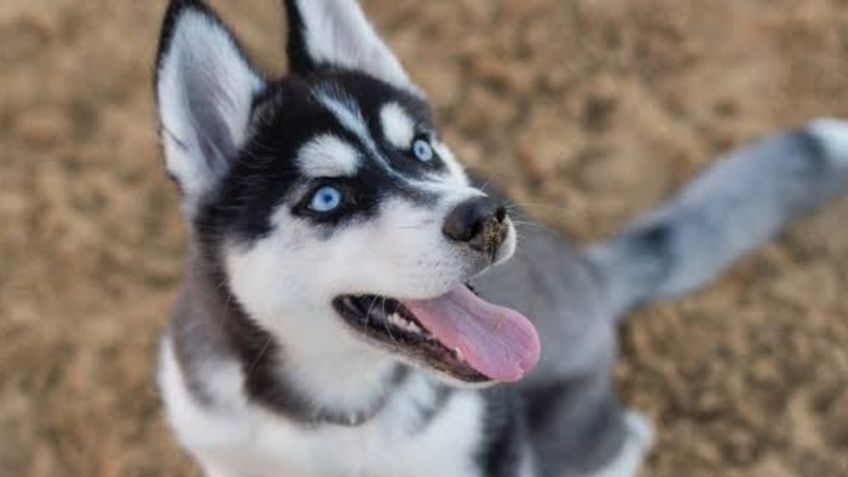 Los Husky son la raza de perros más abandonada en Tepic