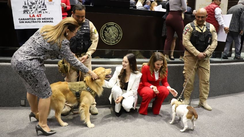 Diputados aprueban en lo general reforma en materia de protección animal