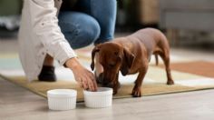 Especialista en nutrición animal revela el listado de frutas que son saludables para los perros