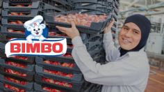 ¿Buscas trabajo? Bimbo abre vacantes para EDOMEX con sueldo de 20 mil pesos, fondo de ahorro, utilidades y aguinaldo