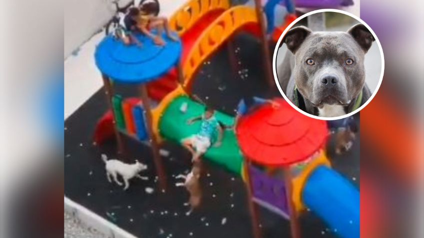 IMÁGENES FUERTES: Pitbulls atacan a un niño de 11 años y lo envían al hospital con graves heridas