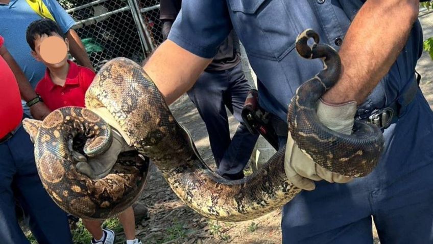 Serpientes y reptiles comenzarían a aparecer en casas de Nayarit: ¿qué hacer si ves una o si te muerden?