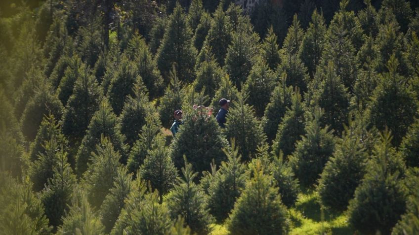 ¿Cómo llegar al Bosque de Árboles de Navidad en Amecameca?