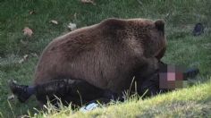 Oso casi mata a joven en feroz ataque en un zoológico, captan las aterradoras imágenes