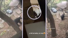 Jóvenes viven momentos de angustia por un oso que irrumpió en su cabaña y arrasó con su comida