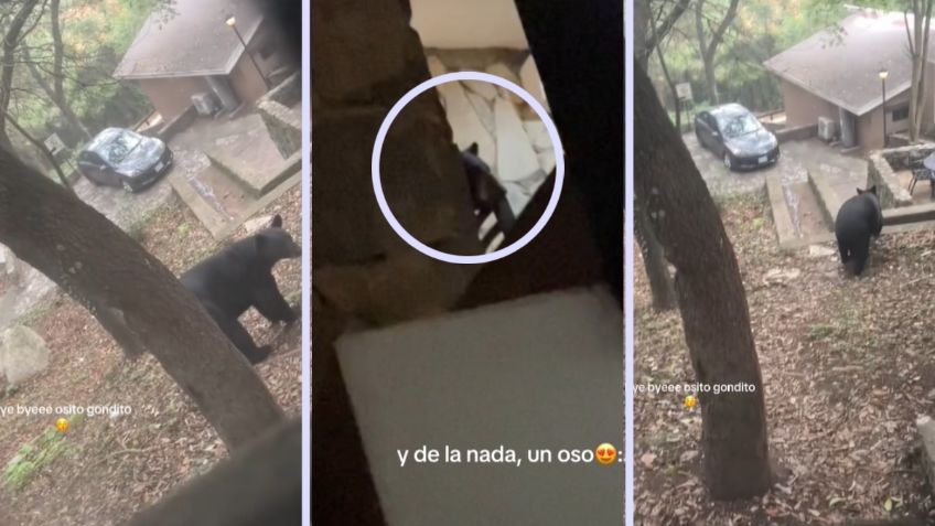 Jóvenes viven momentos de angustia por un oso que irrumpió en su cabaña y arrasó con su comida