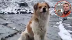 Perrito callejero rescata a famoso influencer que se perdió en una montaña: VIDEO