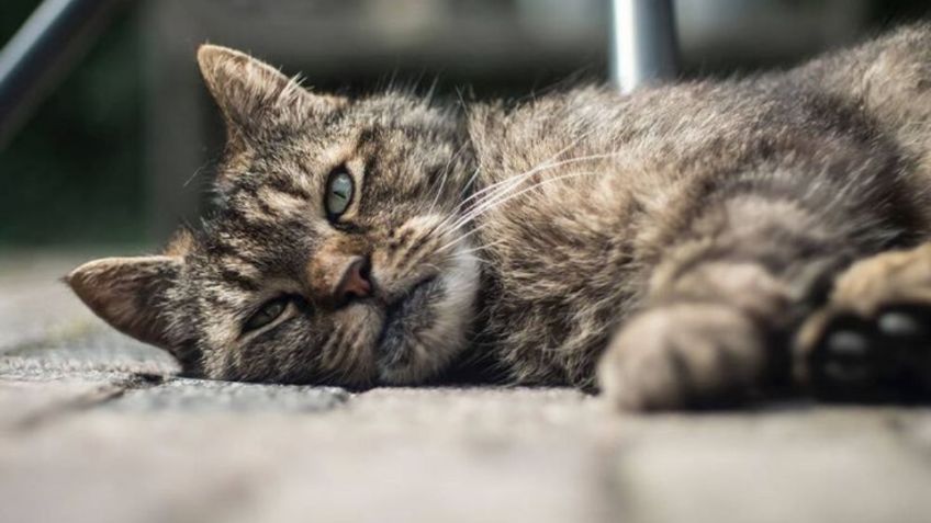 Especialistas lanzan aviso de las señales que dan los gatos cuando están por morir en sus últimas horas