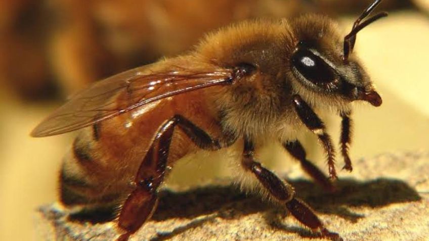 2 municipios Nayarit en alerta por abejas, ¿cómo evitar un ataque de estos insectos?