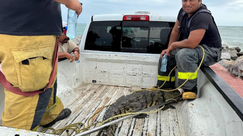 Capturan cocodrilo en las escolleras de la playa Miramar