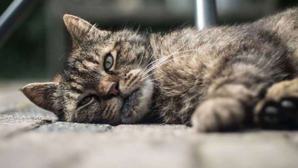 Especialistas lanzan aviso de las señales que dan los gatos cuando están por morir en sus últimas horas. Fuente: Pinterest