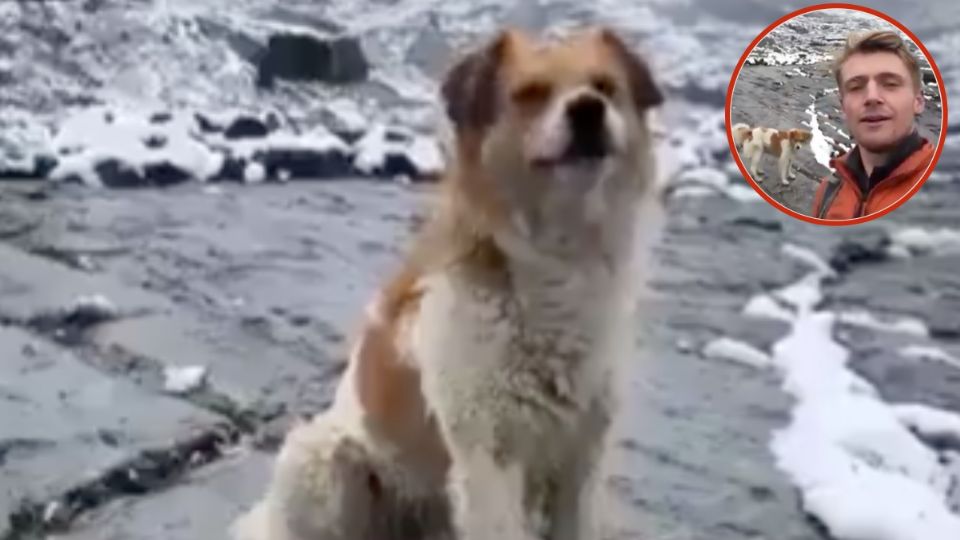 Un perrito callejero rescató a un famoso influencer británico conocido como 'El Guero'.