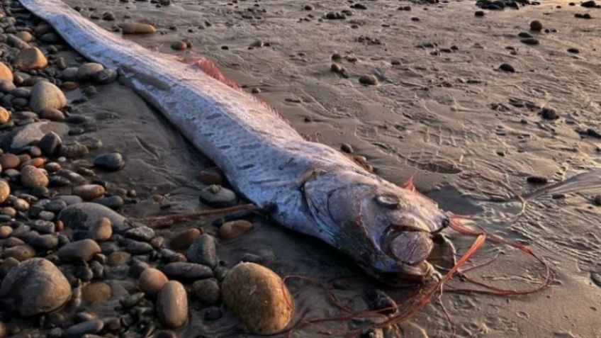 Impresionante hallazgo: aparece otro pez que presagia el “fin del mundo” en la costa de California