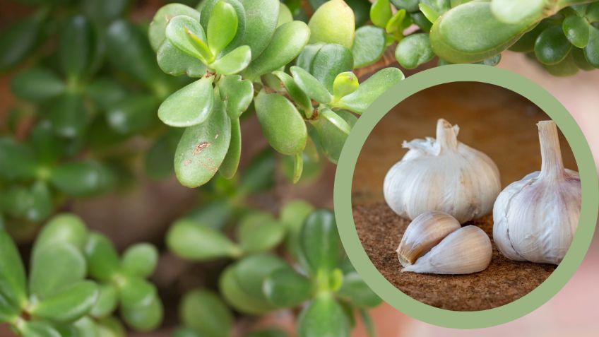 Cómo debes aplicar el ajo en tu Árbol de Jade para que estalle de flores