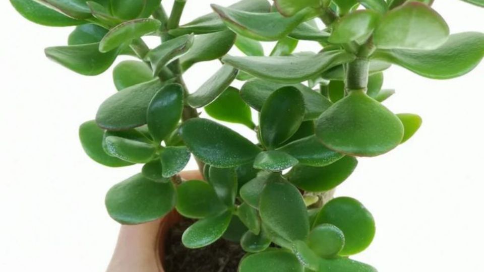 Cómo activar el árbol de jade para que atraiga la prosperidad a tu casa; el truco que pocos usan. Fuente: Pinterest