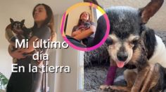 ¡Justicia para Romina! El triste último día de una perrita que fue atacada por tres perros, su dueña la despide con VIDEO viral