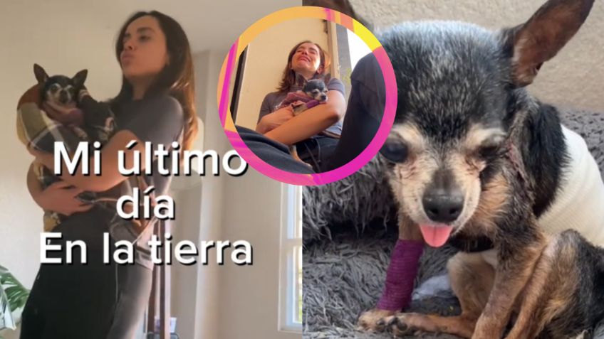 ¡Justicia para Romina! El triste último día de una perrita que fue atacada por tres perros, su dueña la despide con VIDEO viral