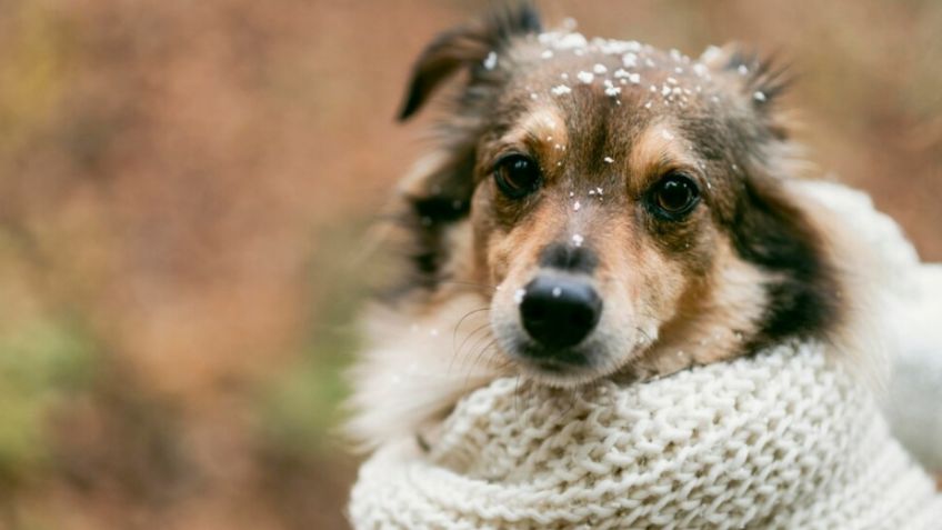 Protege a tus perros y gatos del frío: 5 medidas para cuidar su salud