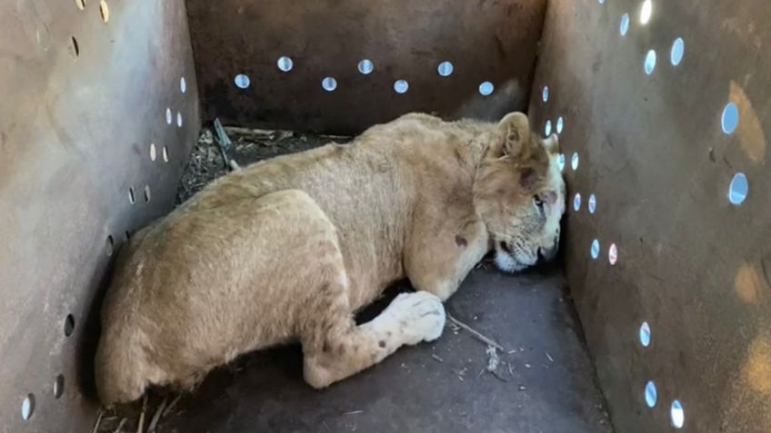 VIDEO: rescatan a cachorro de león africano en Sinaloa, suman 9 felinos salvados