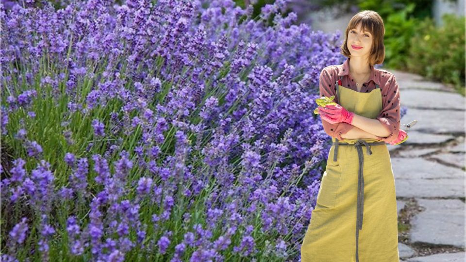 El truco con la poda de la lavanda para que estalle de flores. Fuente: Canva