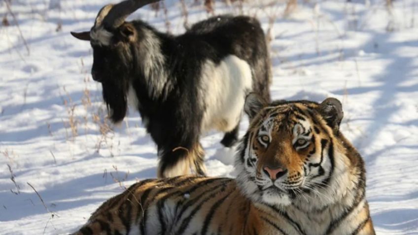 La peculiar historia del tigre que no quiso comerse una cabra y se convirtieron en amigos