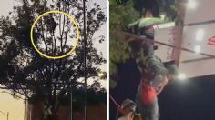 Hombre intoxicado pone a prueba a servicios de emergencia al escalar árbol de 10 metros en la Lagunilla | VIDEO