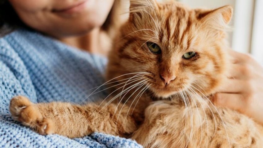 Cómo hacen los gatos para detectar si una persona es mala