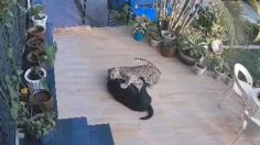 Perro pelea contra un leopardo para salvar a su dueña de ser devorada | VIDEO