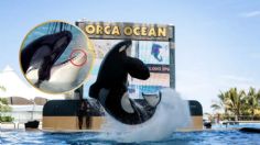 Muere orca que mató a su entrenador, así fue su trágica historia mientras fue una atracción en SeaWorld