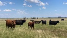 Mantienen en cuarentena ganado en Catazajá, tras presencia de gusano barrenador