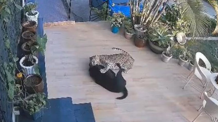 Perro pelea contra un leopardo para salvar a su dueña de ser devorada | VIDEO