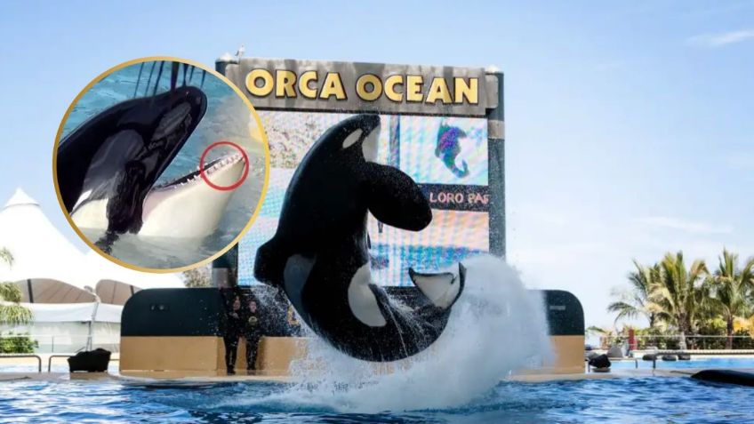 Muere orca que mató a su entrenador, así fue su trágica historia mientras fue una atracción en SeaWorld