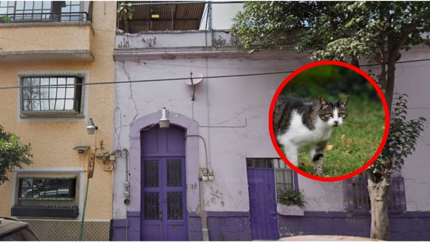 Mujer de la tercera edad intenta rescatar a su gato de una cornisa y termina cayendo de 3 metros en colonia Buenavista