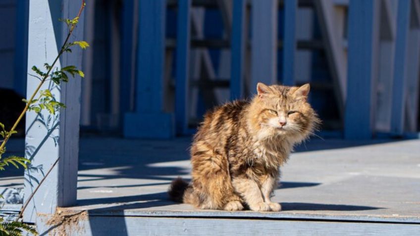 ¿Se te acercan los gatos callejeros? Especialistas revelan la razón de que los felinos se te aproximen