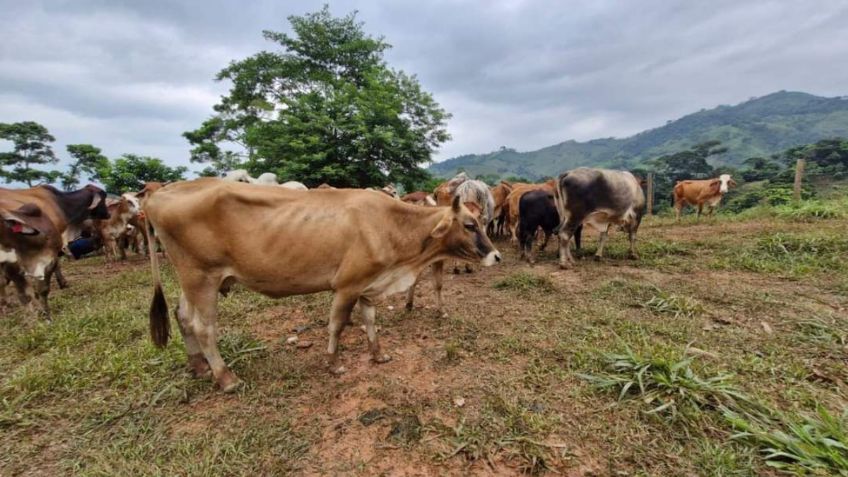 Alertan a sector ganadero por gusano barrenador en la Huasteca Potosina