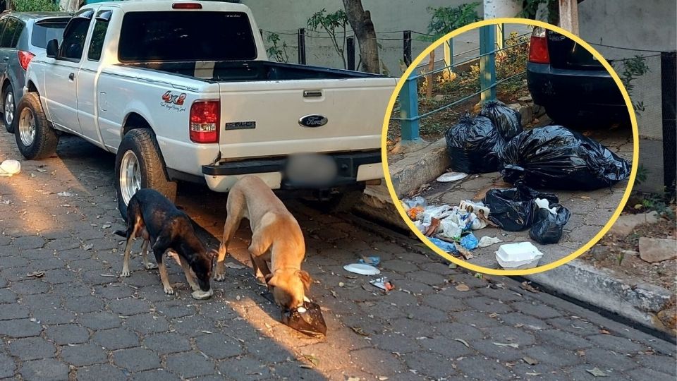 Un grupo de perros realizó el hallazgo de los restos al interior de una bolsa de basura.