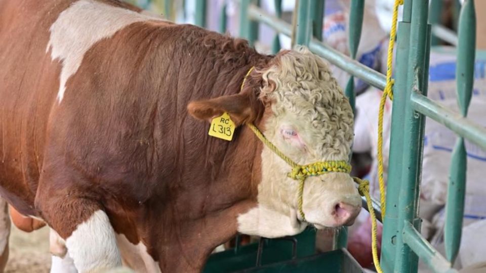 Imponen medidas sanitarias contra el gusano barrenador