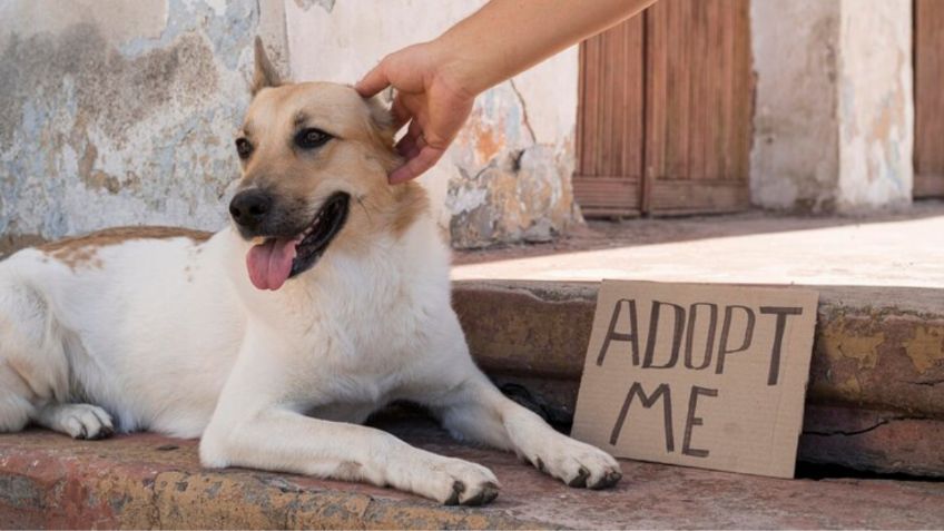 Un perrito ya fue adoptado en 4 ocasiones y siempre lo devolvieron por el mismo motivo