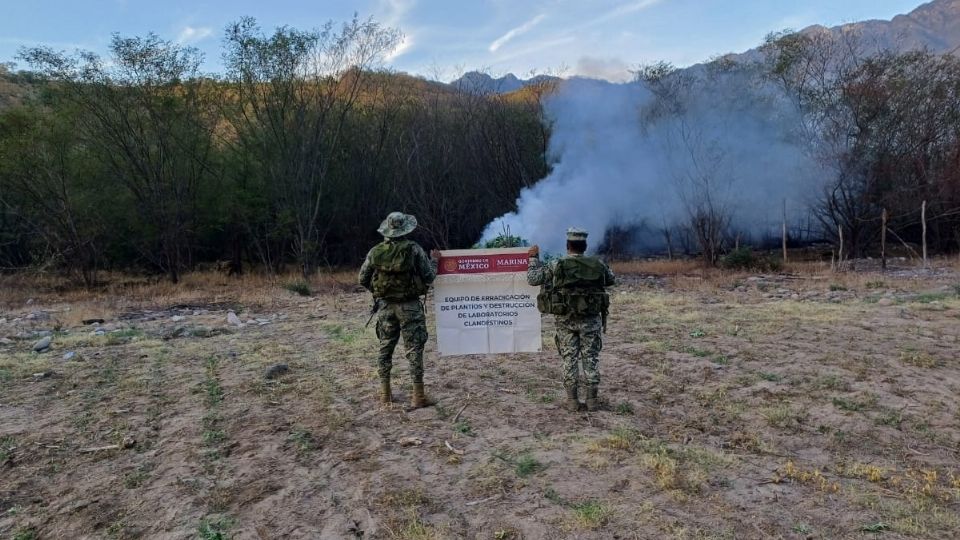 En Durango, personal de la Secretaría de Marina localizó y erradicó dos plantíos de marihuana, con aproximadamente 109 mil 920 plantas