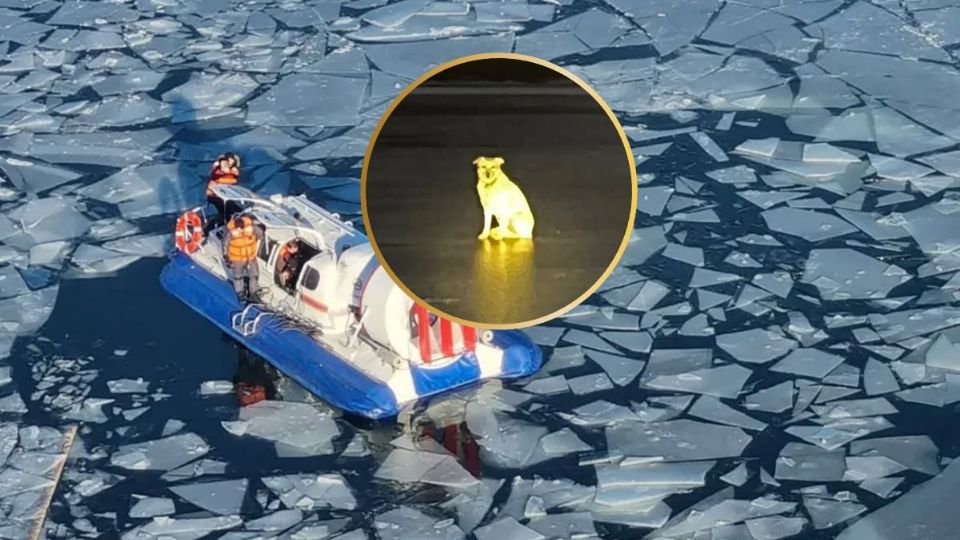 La perrita Belka esperó a su dueña en el hielo del río congelado.