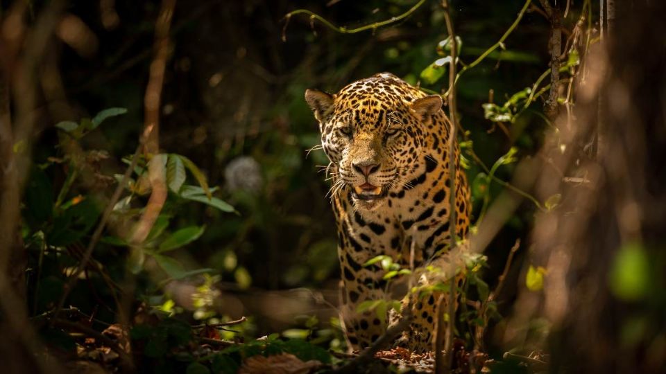 Jaguar caminando en la selva