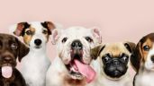 Foto ilustrativa de la nota titulada: Estudio del Royal Veterinary College advierte cuáles son las 3 razas de perros que menos años viven