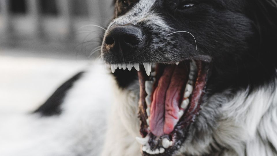 El perro había sido la mascota de la familia por años.