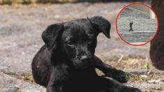 IMÁGENES FUERTES: guardia de seguridad mata brutalmente a perrito callejero en una escuela