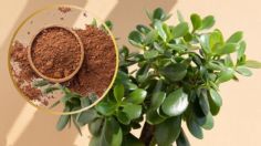 Cómo colocar canela a tu árbol de Jade para que crezca fuerte y sano