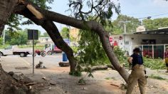 Temen vecinos de Ciudad Madero que las ramas un enorme árbol caigan en sus casas: piden ayuda